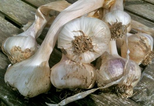 home grown garlic 2